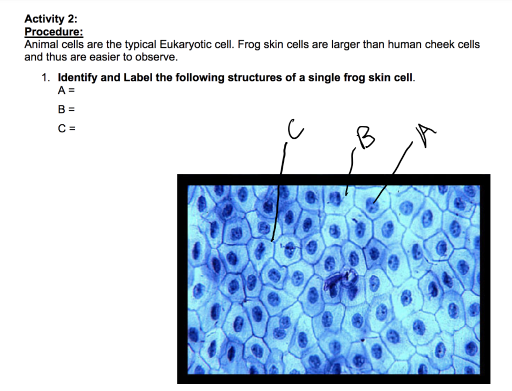 animal skin cells under microscope