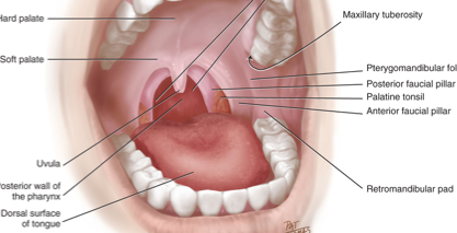 faucial pillars