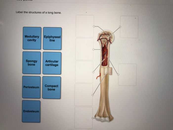 Solved: Label The Structures Of A Long Bone Medullary Epip... | Chegg.com