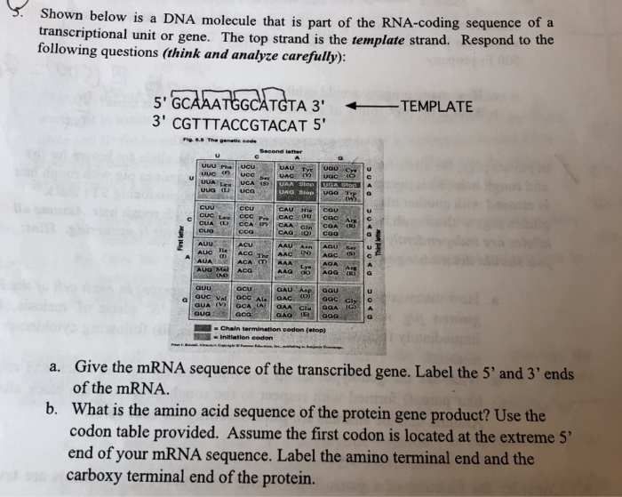Solved give the mRNA sequence of the transcribed gene and | Chegg.com