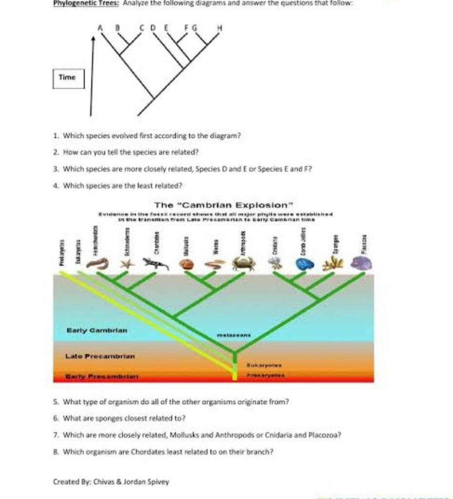 solved-phylogenetic-trees-analyze-the-following-diagrams-chegg