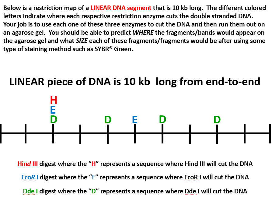 solved-below-is-a-restriction-map-of-a-linear-dna-segment-chegg