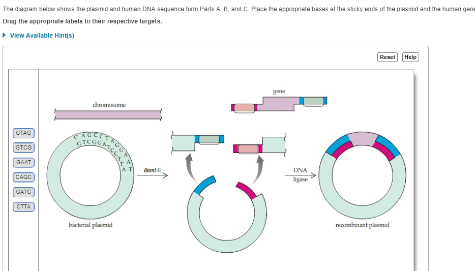 Solved The diagram below shows the plasmid and human DNA