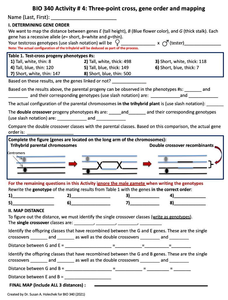 Solved Bio 340 Activity 4 Three Point Cross Gene Order Chegg Com