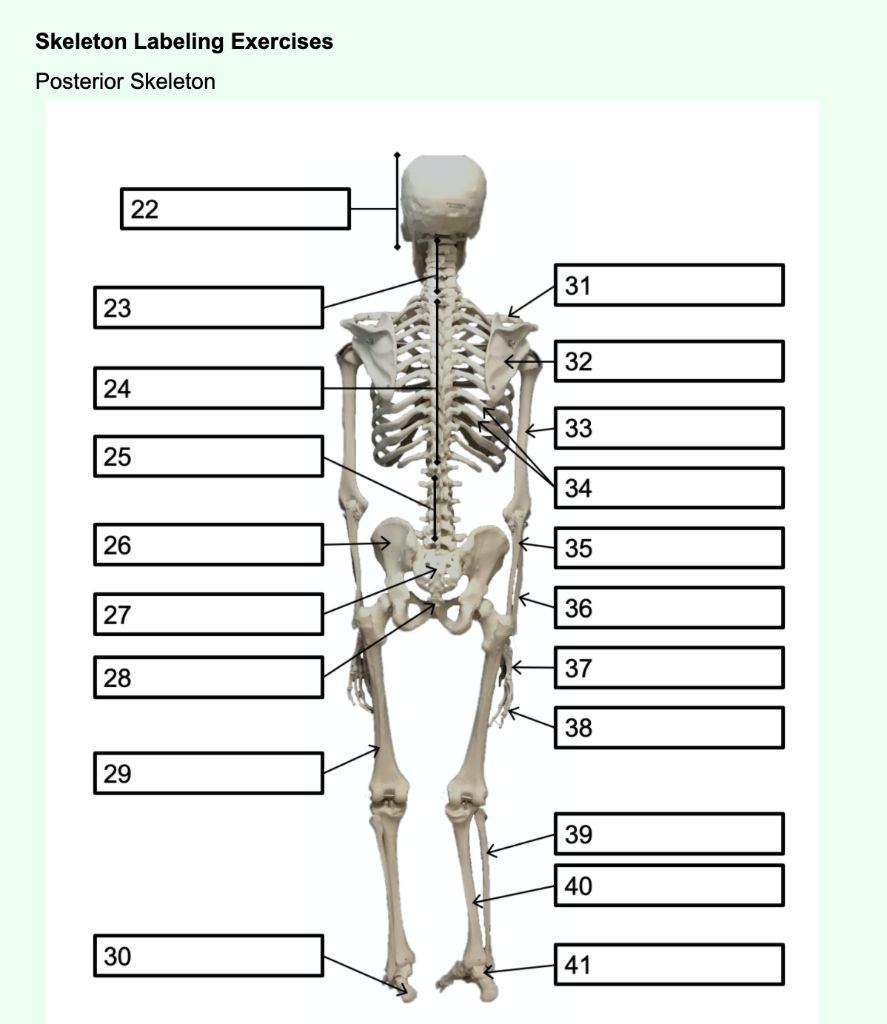 axial skeleton labeling