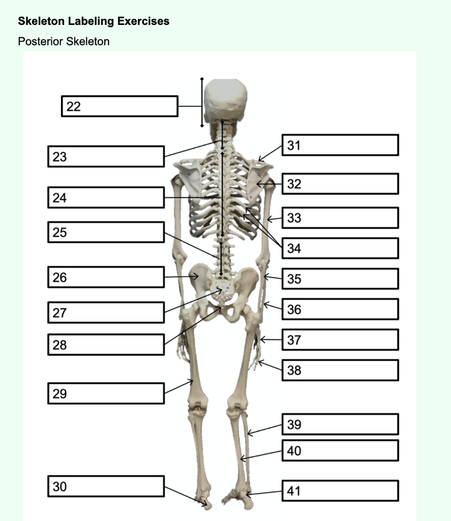 cranial bones unlabeled