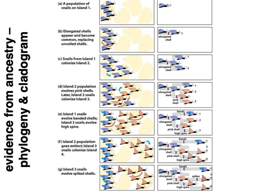 Solved Figure 2-26 (a) Evolutionary History Evidence For | Chegg.com