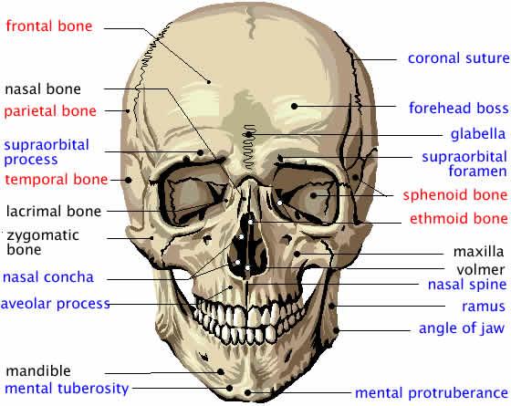 Axial Skeleton Flashcards Chegg Com