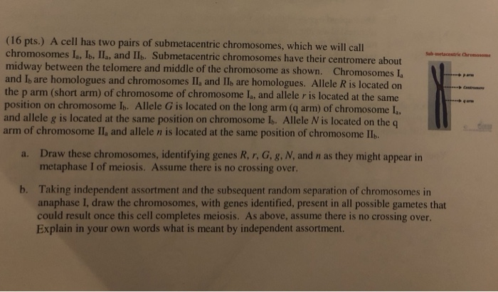 Solved 5 16 Pts A Cell Has Two Pairs Of Submetacentric