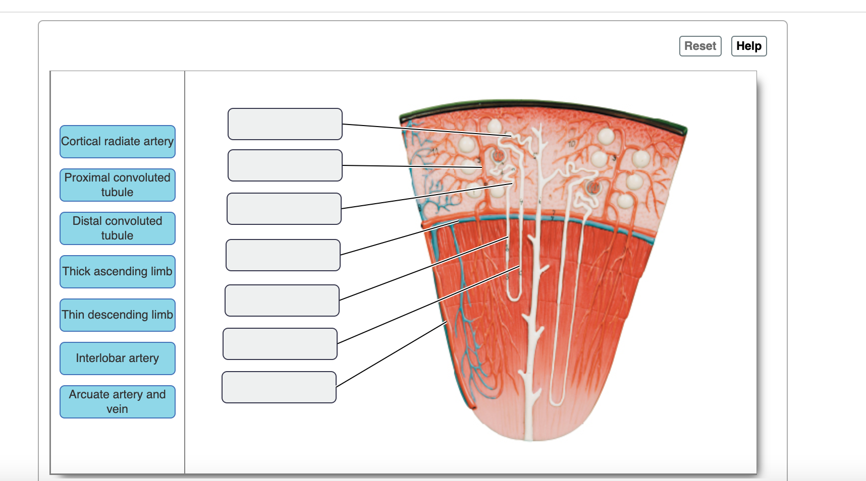 Solved Cortical radiate artery Proximal convoluted tubule Chegg com