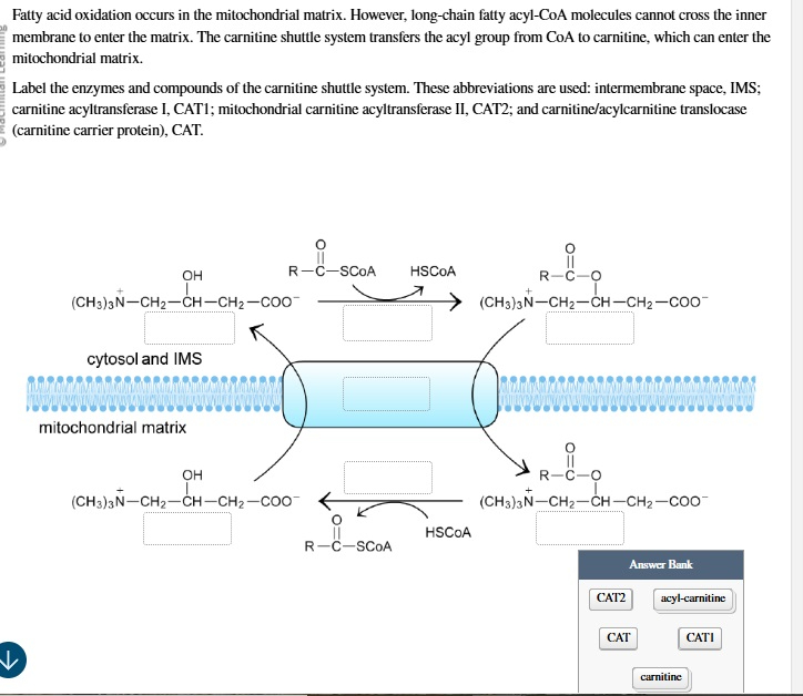 Solved by an EXPERT Fatty acid oxidation occurs in the mitochondrial