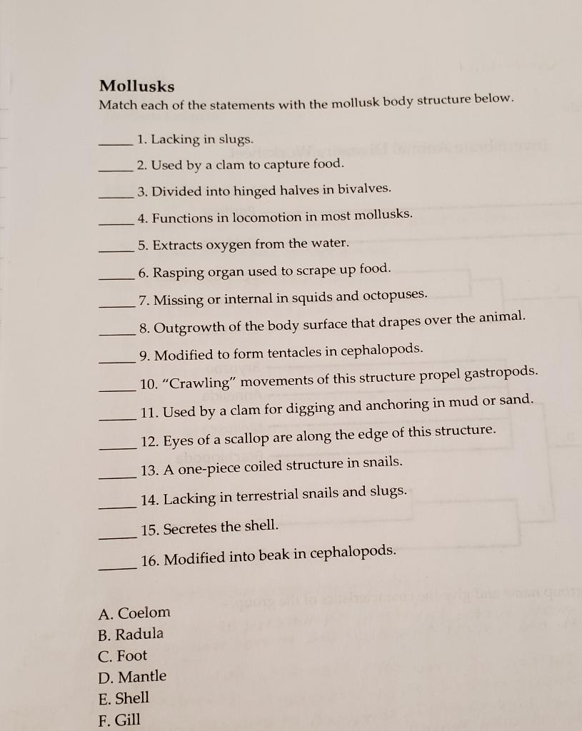 Solved Mollusks Match each of the statements with the | Chegg.com