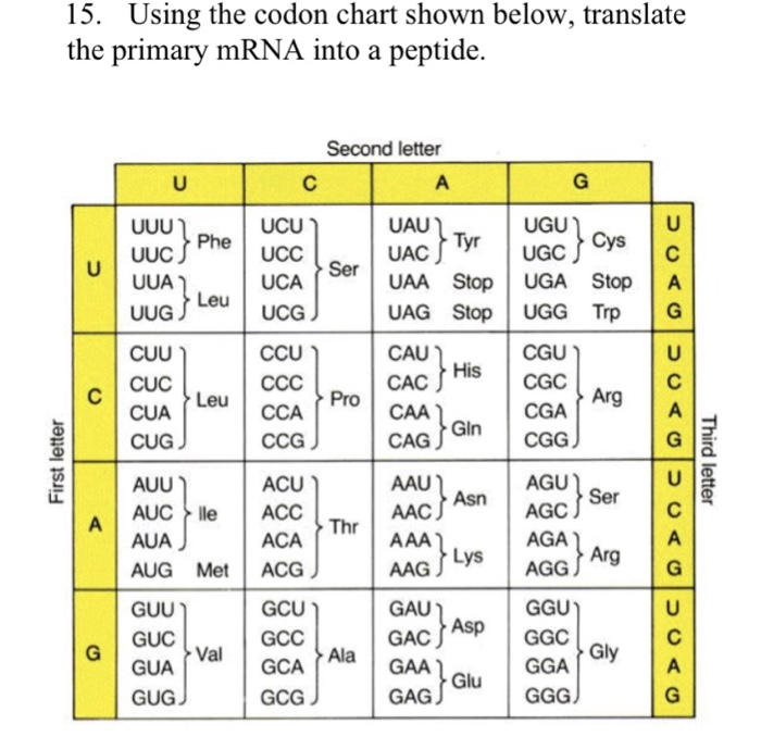 15 Using The Codon Chart Shown Below Translate The Chegg