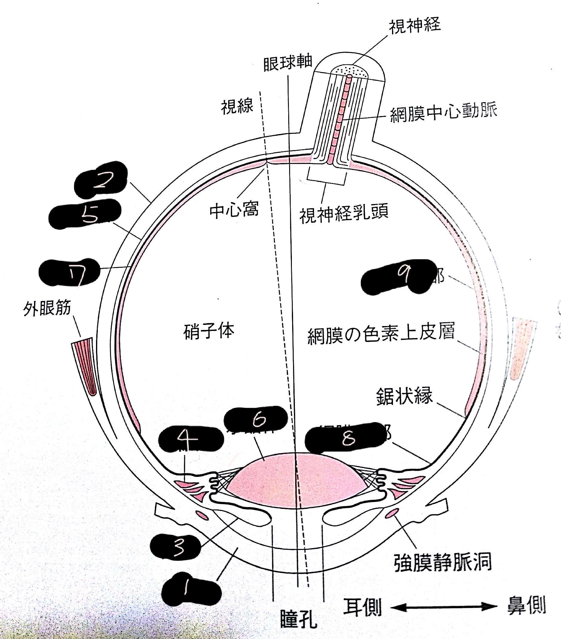 解剖学 感覚器 Flashcards Chegg Com