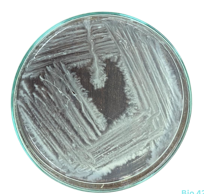 Solved What is wrong with my streaking method?