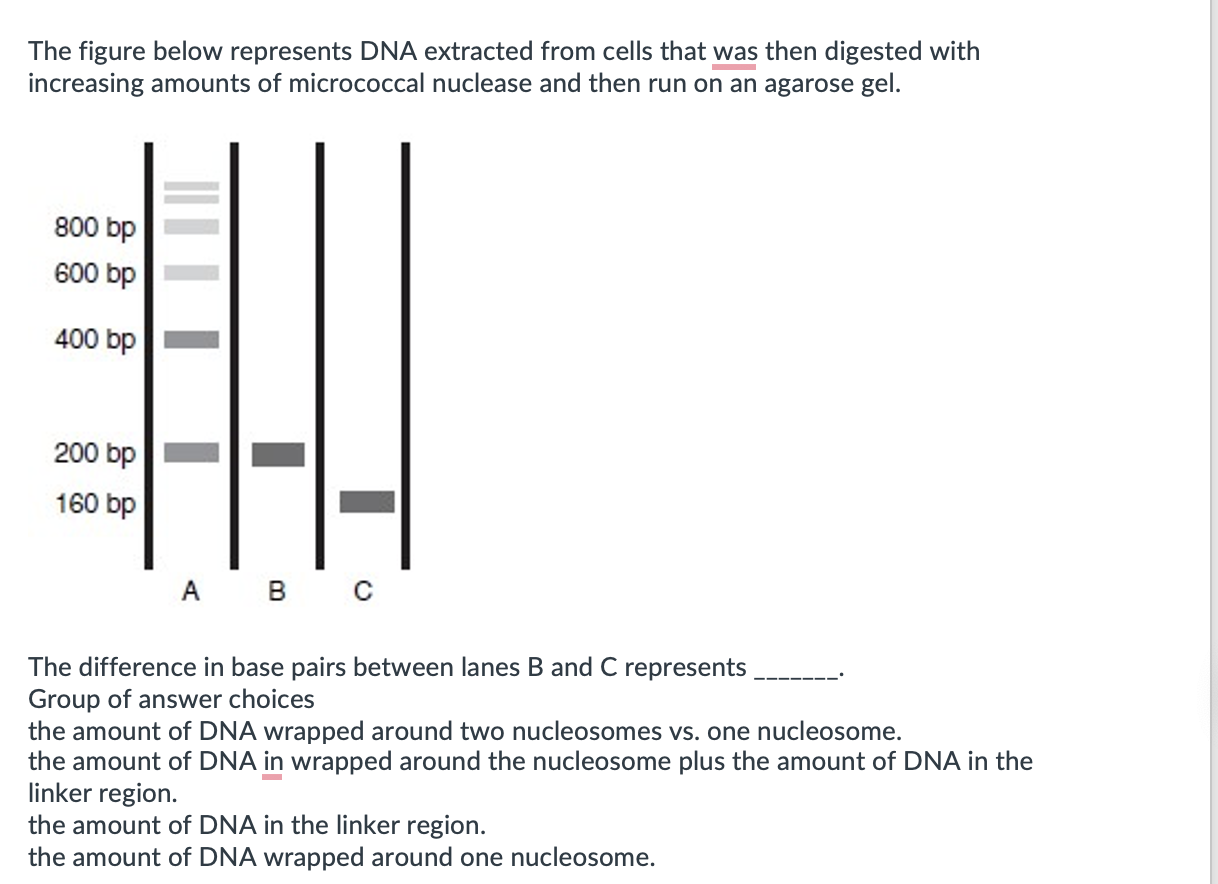 Solved The figure below represents DNA extracted from cells | Chegg.com