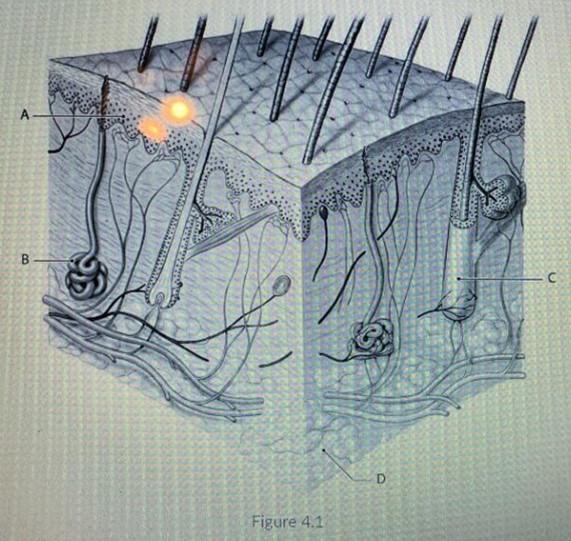 Solved Label the diagram | Chegg.com