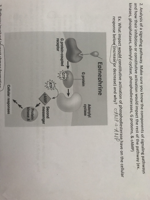 Solved 2. Analysis of a signaling pathway. Make sure you | Chegg.com