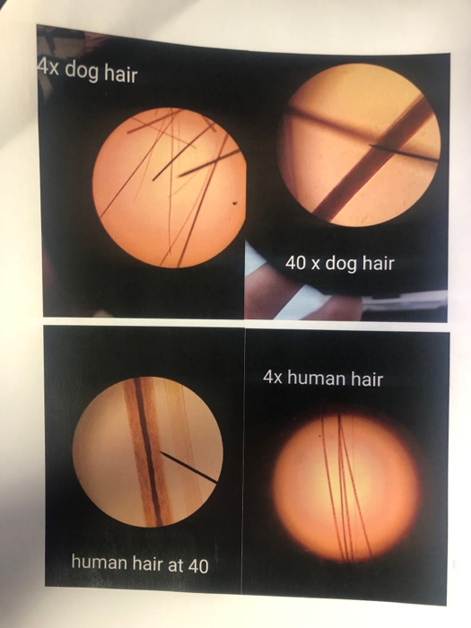 Dog Hair Microscope Dog Hair Microscope