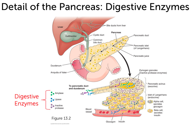 Pancreatic digestive enzymes