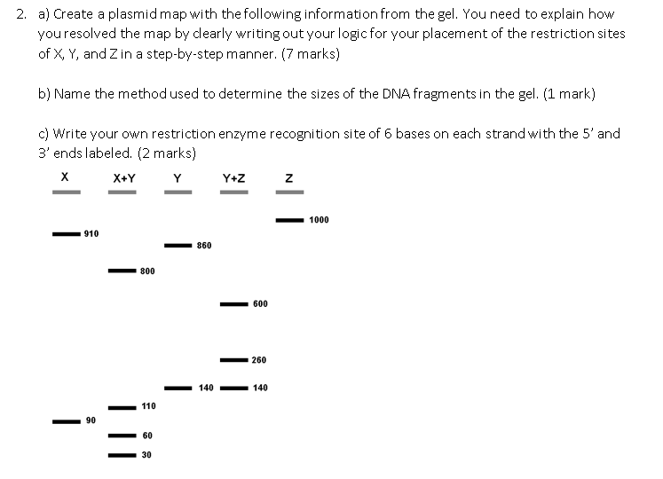 Solved 2. a) Create a plasmid map with the following | Chegg.com