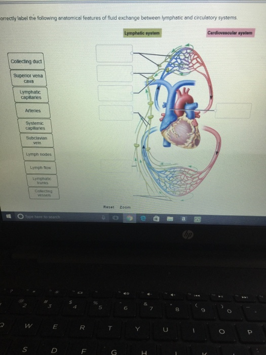 (Get Answer) - Correctly label the following anatomical features of