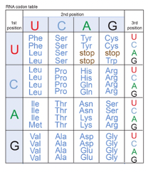 Solved 5’—GGCAUGCAUUACGGCAUCACAUAGGGAUC—3’ Use the above | Chegg.com