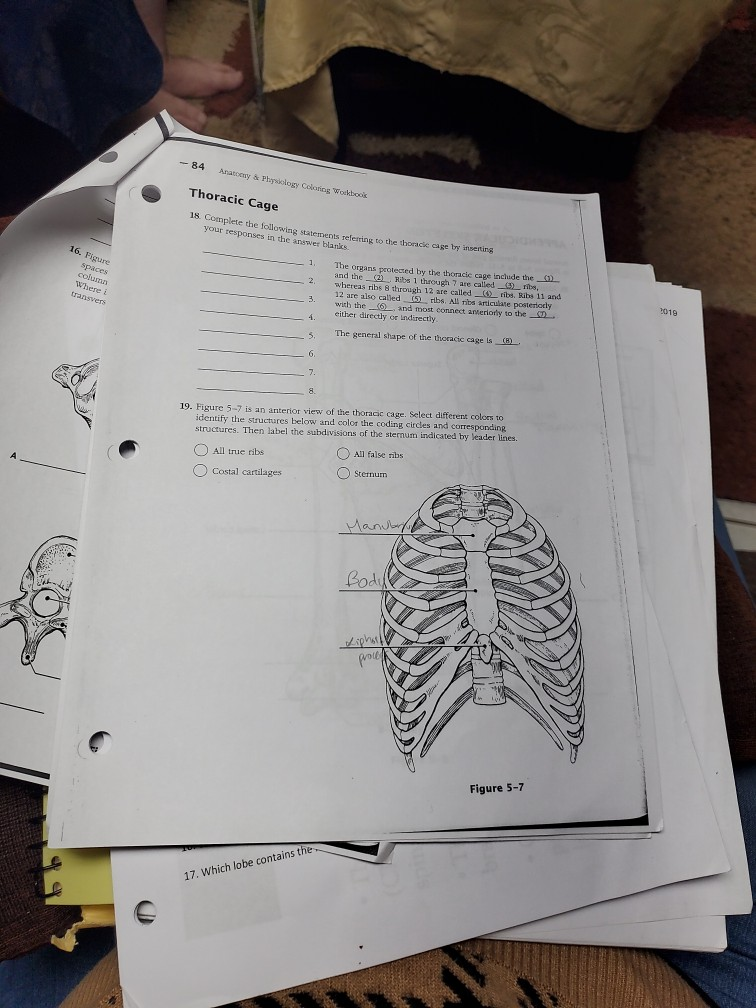 The Thoracic Cage  Anatomy and Physiology I