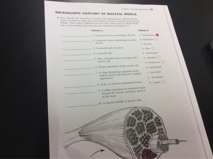 Microscopic Anatomy Of Skeletal Muscle Worksheet Answers Worksheets