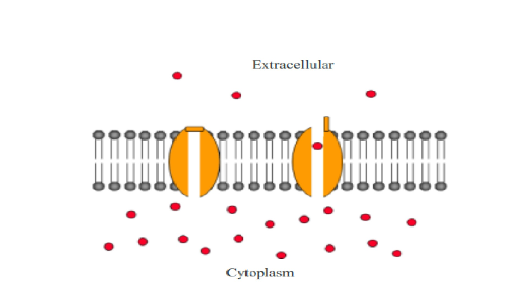 Solved In The Model Shown Below Can Facilitated Diffusion Chegg Solved In The Model Shown Below Can Facilitated Diffusion Chegg