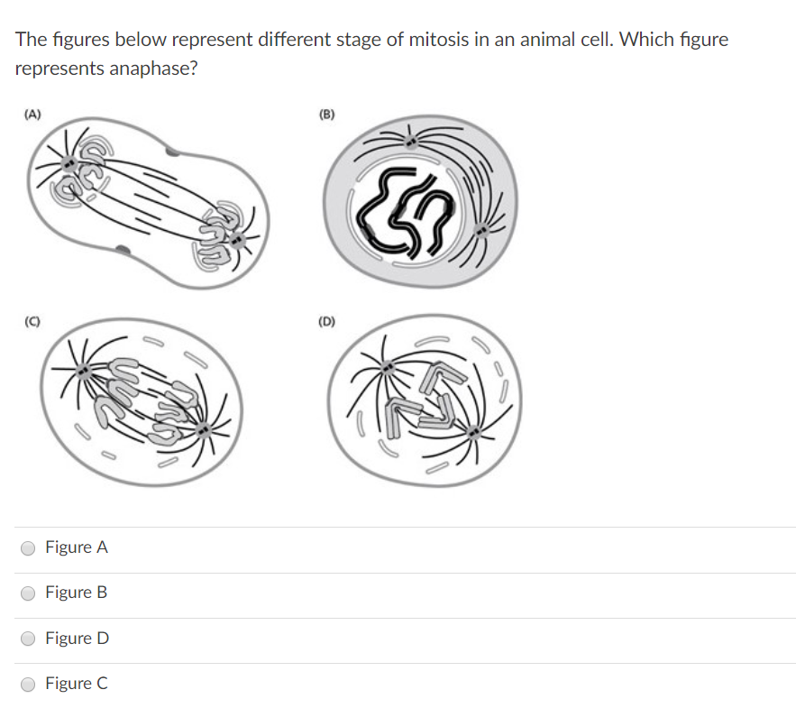 31 Which Diagram Represents Anaphase I Of Meiosis Wiring