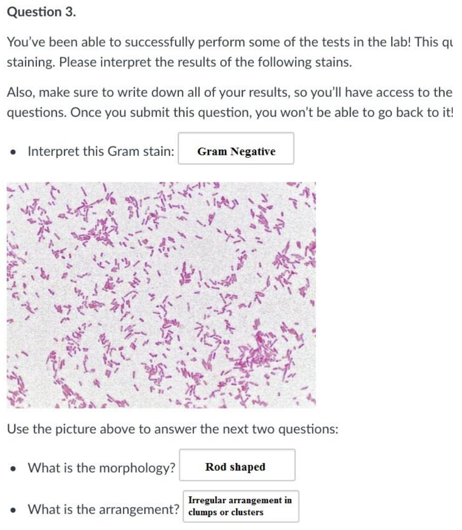 Solved Create a dichotomous key with the organisms named | Chegg.com