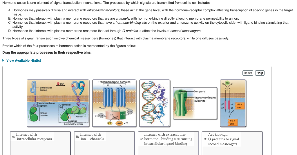 Solved Hormone action is one element of signal transduction | Chegg.com