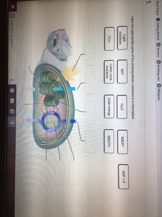 Solved Amazon Label the e parts of the photosynthetic | Chegg.com