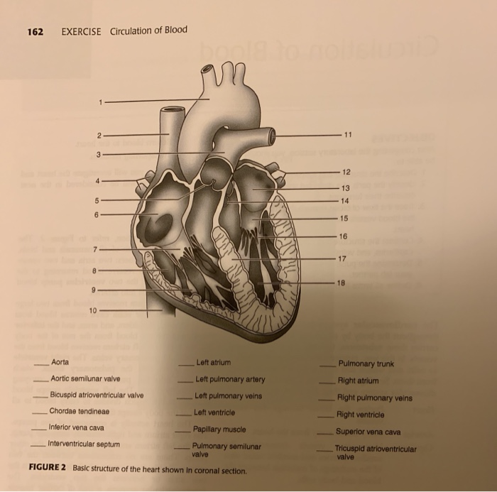 Solved 162 EXERCISE Circulation of Blood 12 13 14 15 16 17 | Chegg.com