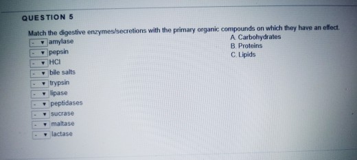 Solved QUESTION 5 Match the digestive enzymes/secretions | Chegg.com