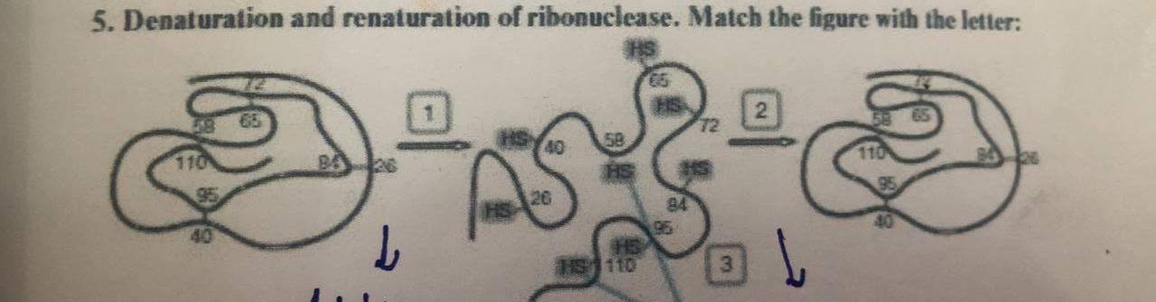 Solved 5. Denaturation and renaturation of ribonuclease. | Chegg.com