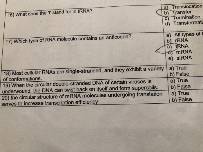 Solved Translocation b) Transfer 16) What does the 't" stand