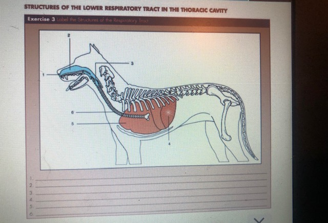 Solved STRUCTURES OF THE LOWER RESPIRATORY TRACT IN THE | Chegg.com