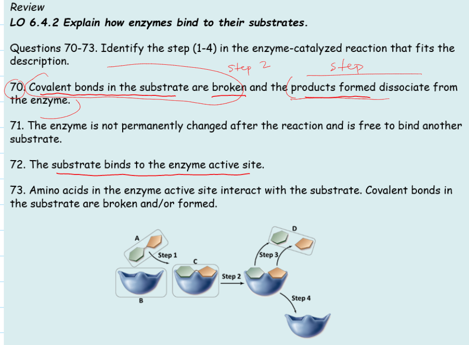 Solved Review LO 6.4.2 Explain how enzymes bind to their