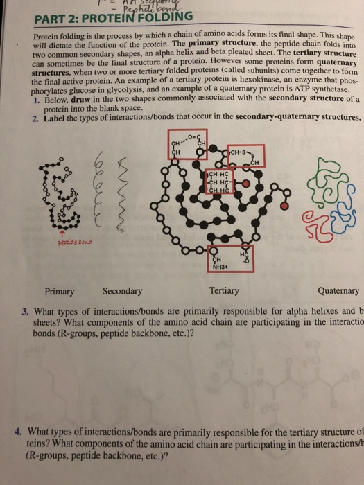 Solved PART 2 PROTEINFOLDING Protein folding is the process