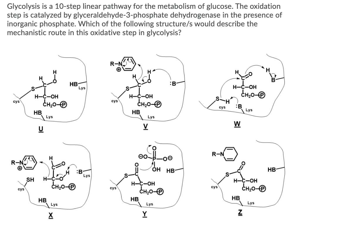 Solved Glycolysis is a 10-step linear pathway for the | Chegg.com
