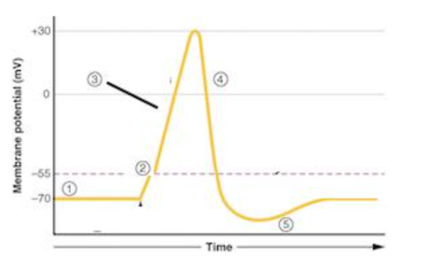 Solved Predict, with an explanation, the effect on the graph | Chegg.com