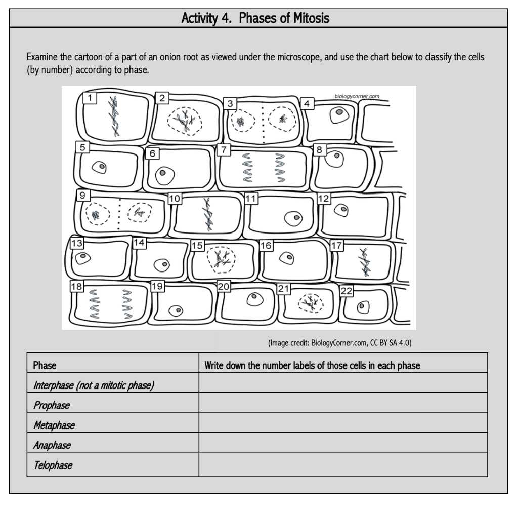 mitosis cartoon