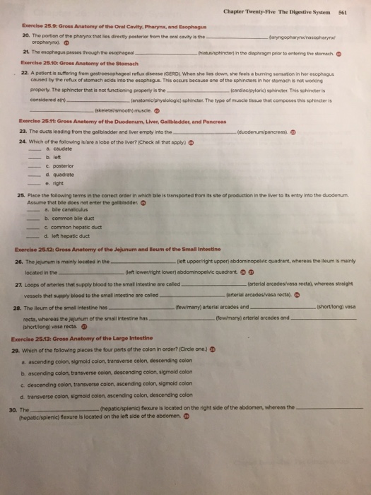 Solved Chapter Twenty-Five The Digestive System 561 Exercise | Chegg.com