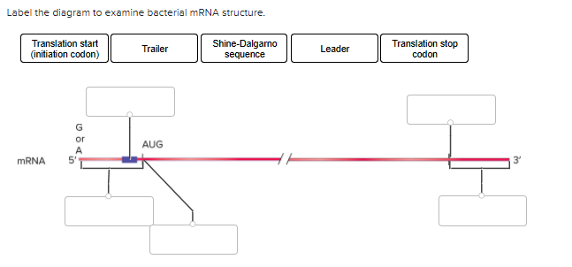 mrna structure