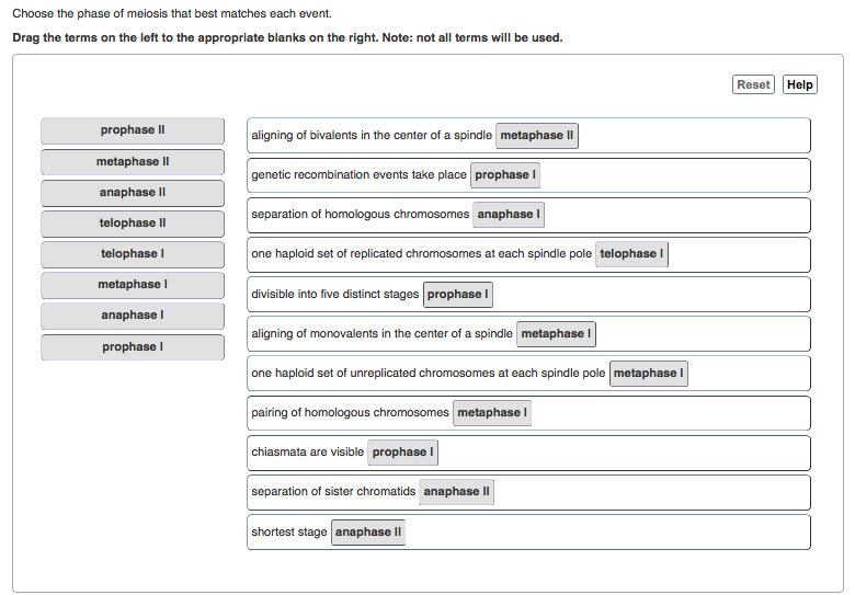 Solved Choose the phase of meiosis that best matches each | Chegg.com