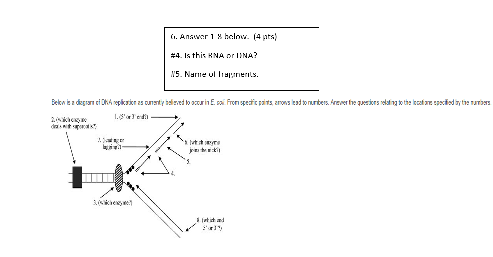 Solved 6. Answer 1-8 below. (4 pts) \#4. Is this RNA or DNA? | Chegg.com