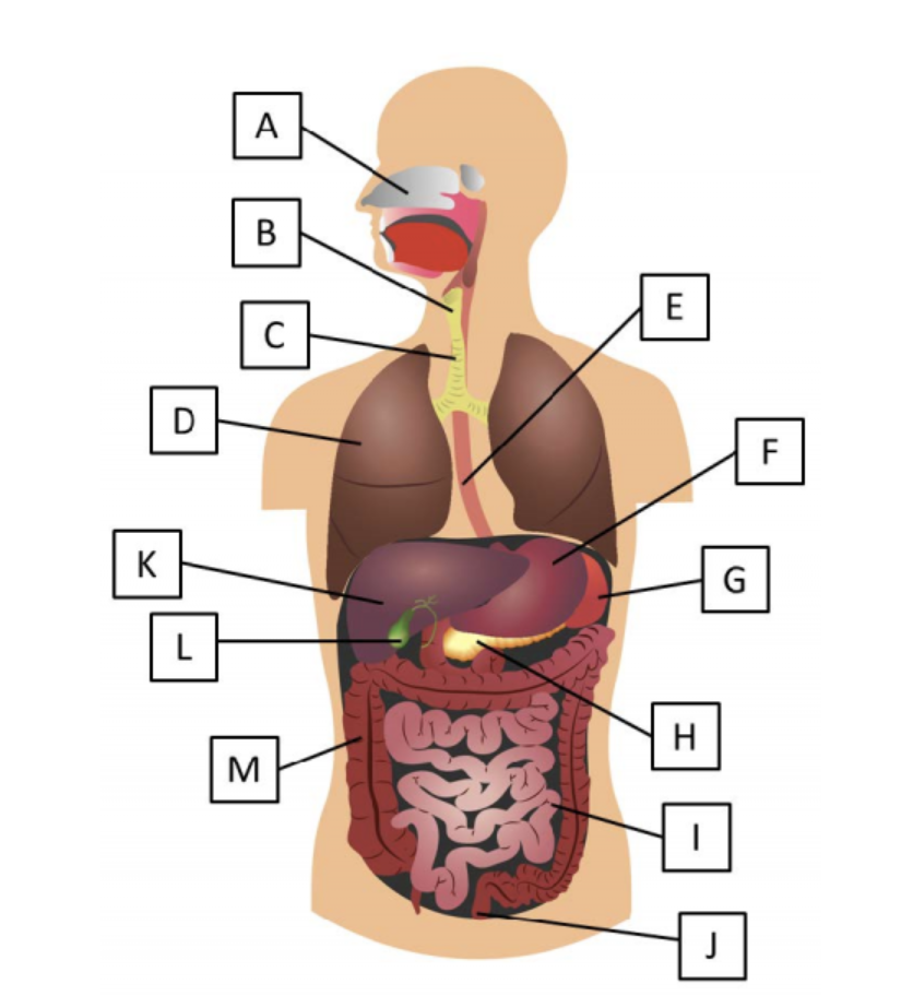 Solved Which of the organs in Figure 6 are not considered