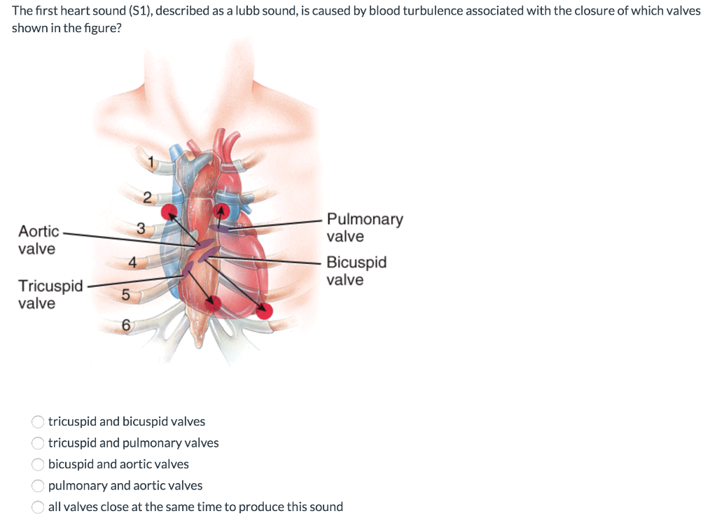 the lub sound of the heartbeat is caused by